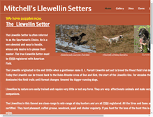 Tablet Screenshot of mitchellsllewellinsetters.com